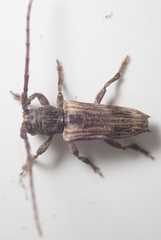 Stathmodera aethiopica