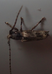 Stathmodera aethiopica