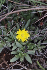 Chasmatophyllum