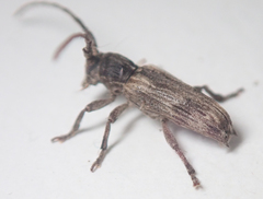 Stathmodera aethiopica