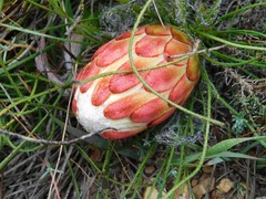 Protea restionifolia