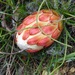 Protea restionifolia - Photo 由 Klaus Wehrlin 所上傳的 不保留任何權利