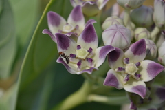 Calotropis procera
