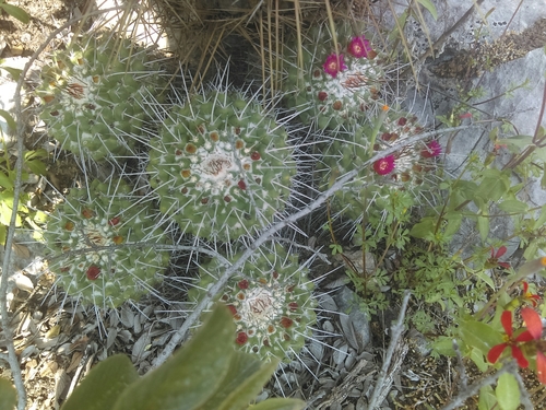 Image of Mammillaria compressa by (c) Jose Antonio Aranda Pineda, some rights reserved (CC BY)