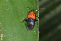 Mimoncopeltus tijucanus