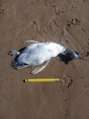 Spheniscus magellanicus