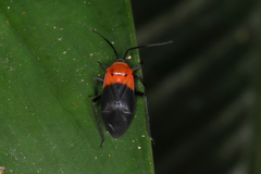 Mimoncopeltus tijucanus