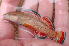 Etheostoma artesiae