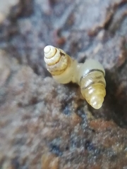 Carychium tridentatum