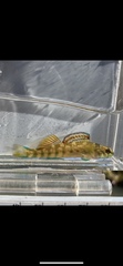Coosa Darter photo 4