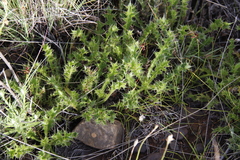 Berkheya carlinifolia