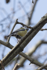 Parus major
