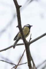Parus major