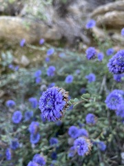 Globularia alypum
