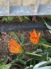 Asteraceae