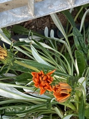 Asteraceae