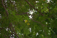 Pitangus sulphuratus