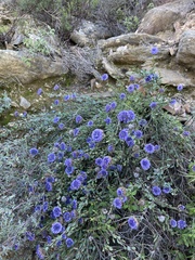 Globularia alypum