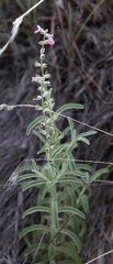 Stachys dregeana