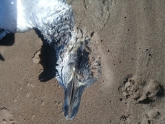 Spheniscus magellanicus