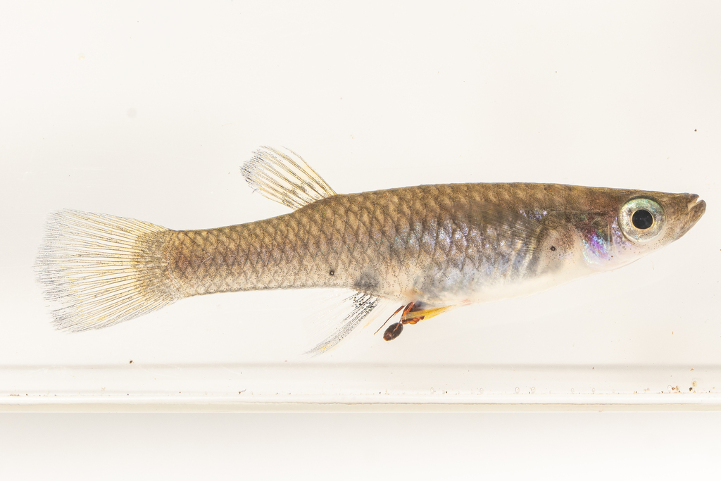 Cascajal livebearer (Brachyrhaphis cascajalensis) — Poeciliidae