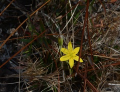 Hypoxis juncea
