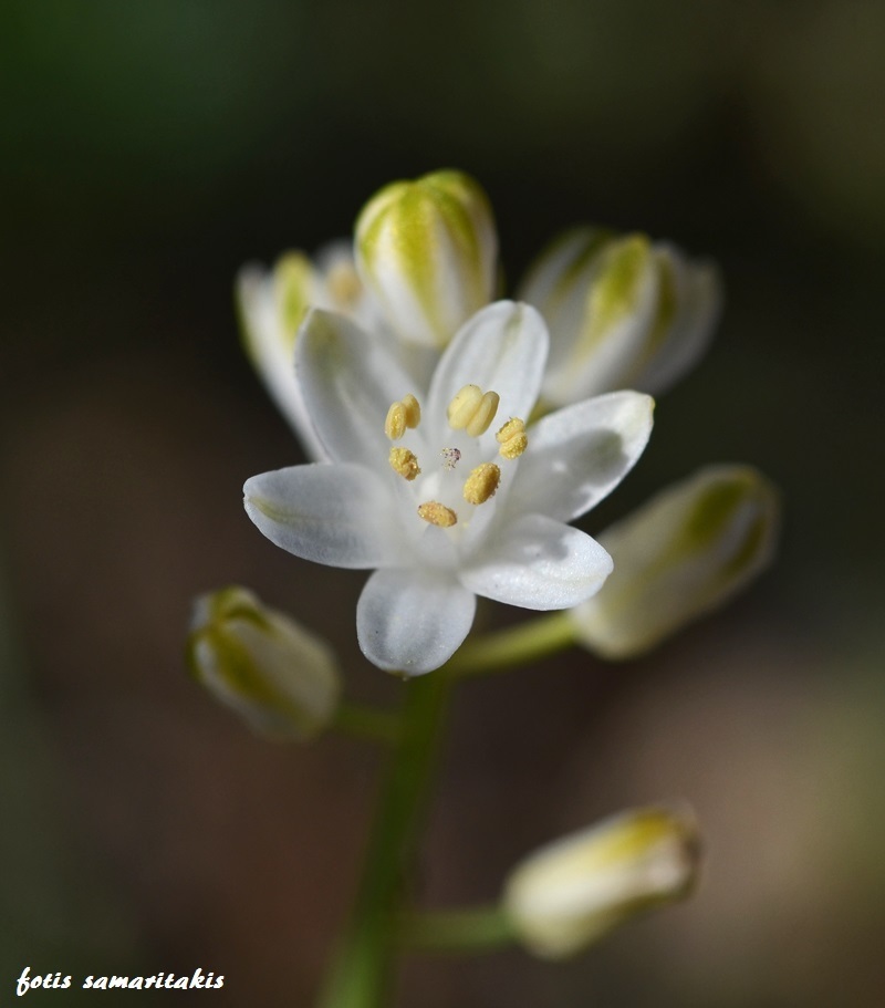 Autumn Squill Complex