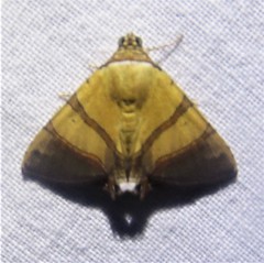 Eulepidotis juncida