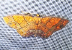 Melinodes detersaria