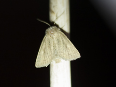 Photedes fluxa