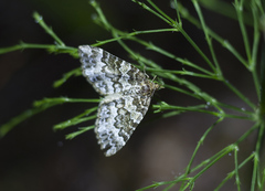 Electrophaes corylata
