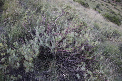 Othonna pavonia
