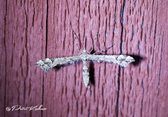 Amblyptilia punctidactyla