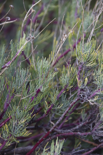 Othonna pavonia