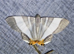 Opisthoxia miletia