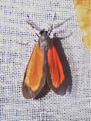 Propyria schausi