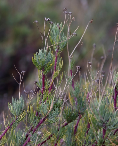 Othonna pavonia