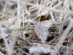 Epirranthis diversata