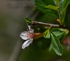 Prunus prostrata