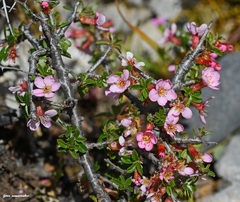 Prunus prostrata