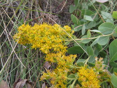Solidago mollis