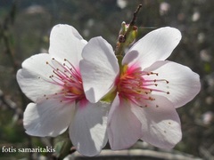 Prunus webbii