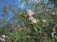 Prunus webbii