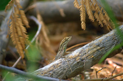 Anolis auratus