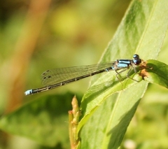 Cyanallagma interruptum