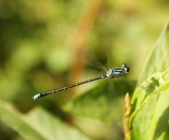 Cyanallagma interruptum