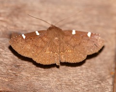 Antiblemma concinnula