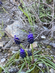 Muscari commutatum