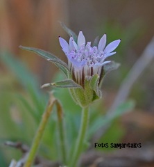 Pterocephalus plumosus