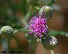 Ptilostemon chamaepeuce